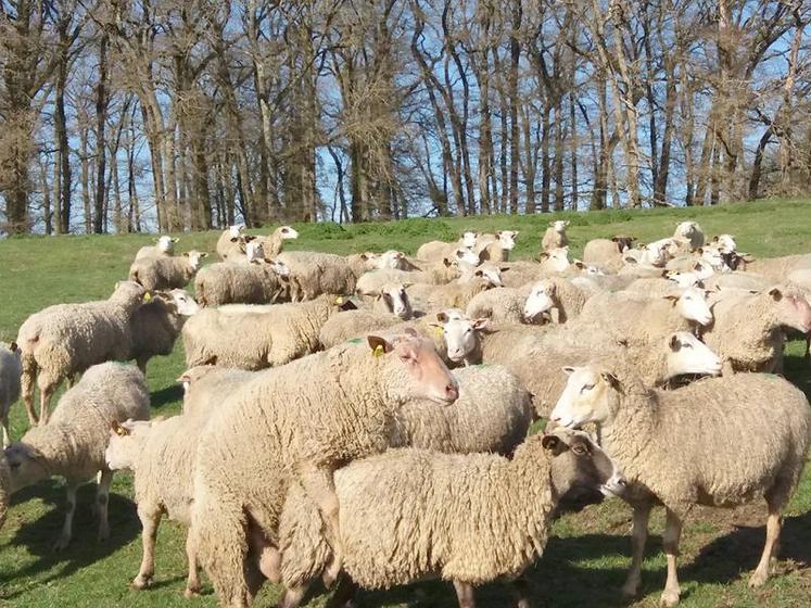 Le fœtus se fixe dans l’utérus seulement 3 semaines après 
la fécondation.