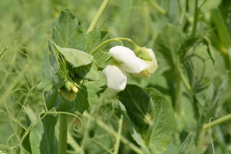 Pois en début de floraison.