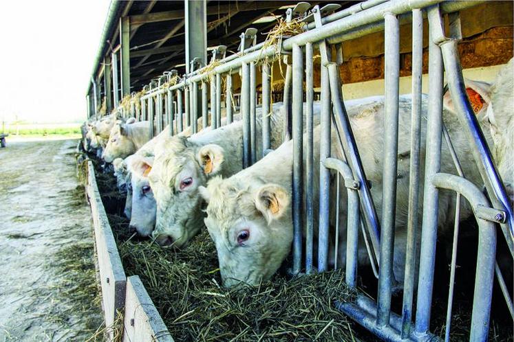 Pour les éleveurs de bovins allaitants, les trois aides de 2015 sont désormais fusionnées en une seule aide, l’aide aux bovins allaitants (Aba).