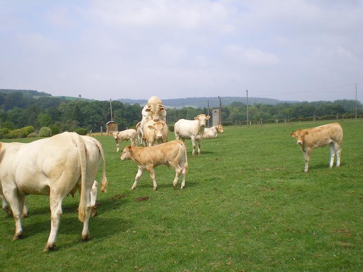 Qualité des aplombs et préparation avant reproduction sont les points clés de la réussite. 