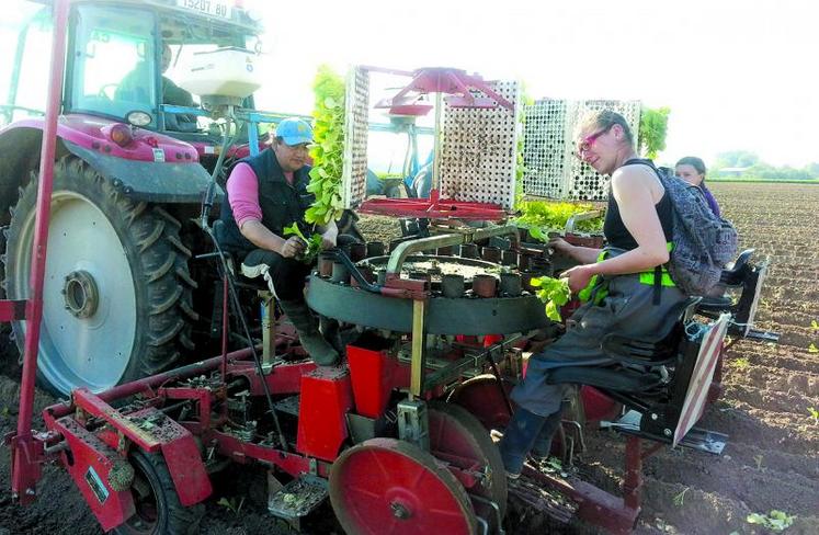 Bruno Dewamin emploie six saisonniers pour planter le tabac à une cadence de 2,5 ha par jour.