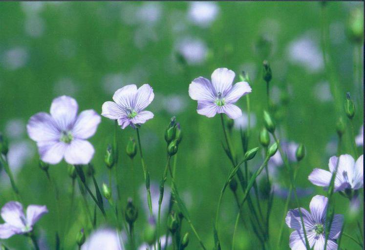 En France, le lin est cultivé sur une superficie de 89 000 hectares.