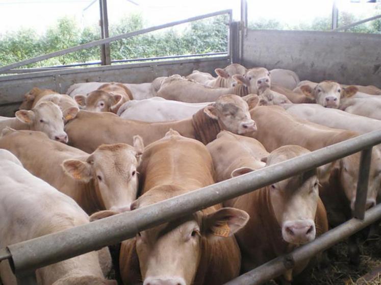 La taille moyenne d’un élevage de bovins allaitants dans la Somme est de trente-quatre animaux.