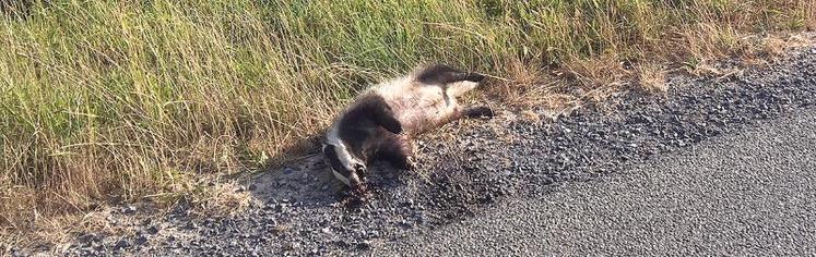 La présence en de multiples endroits de blaireaux morts le long des routes témoigne de la prolifération de l’espèce. 