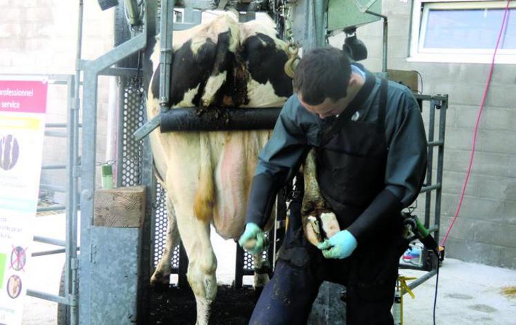 Parage fonctionnel : remettre d’abord les vaches d’aplomb, puis gérer les éventuelles lésions.