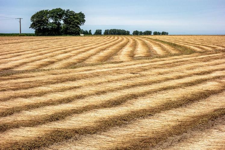 Trois régions - Normandie, Hauts-de-France et Île-de France - concentrent 80% de la production de lin fibre en France.