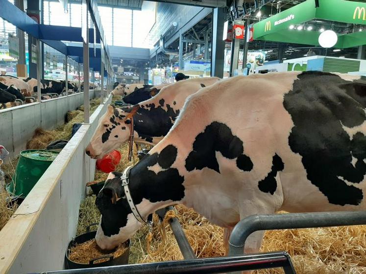 Cocquerel Layca et Jimagine, les deux représentantes de la Somme au concours en race Prim'holstein.