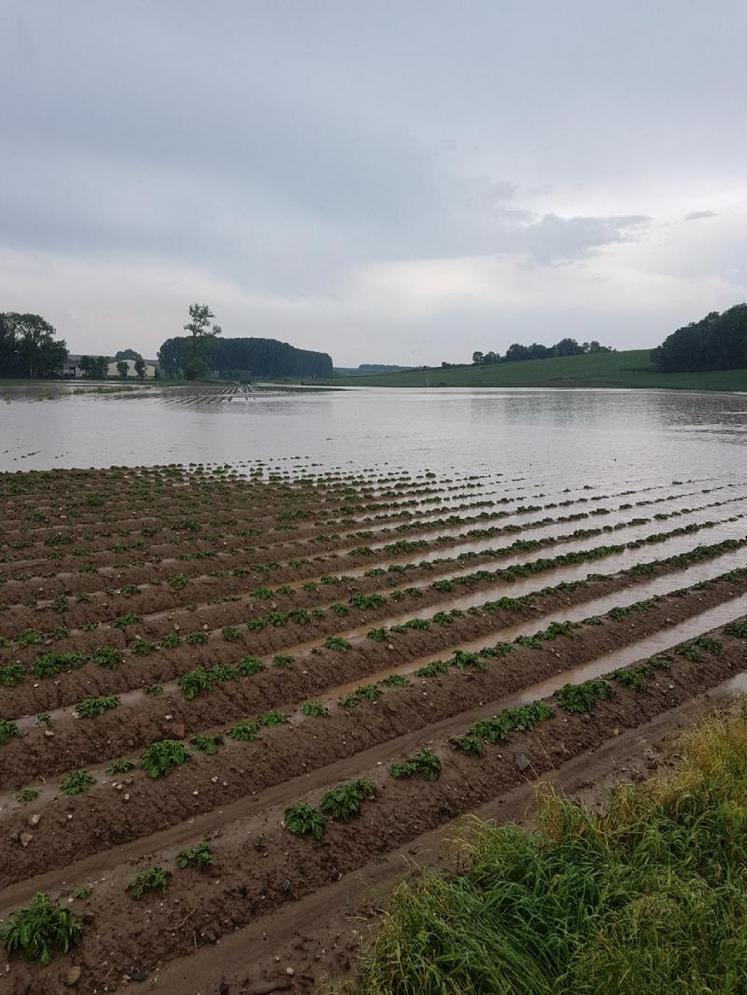 Cultures de pommes de terre submergées, à Grandcourt.