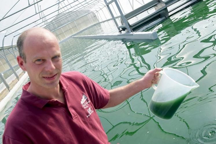 Au cœur même des serres, la spiruline pousse tranquillement dans les bassins. 