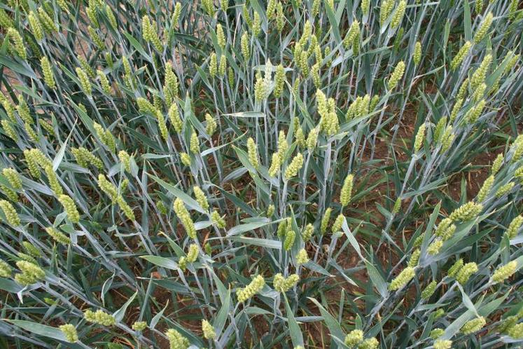 Blé tendre, épis verts avant maturité.