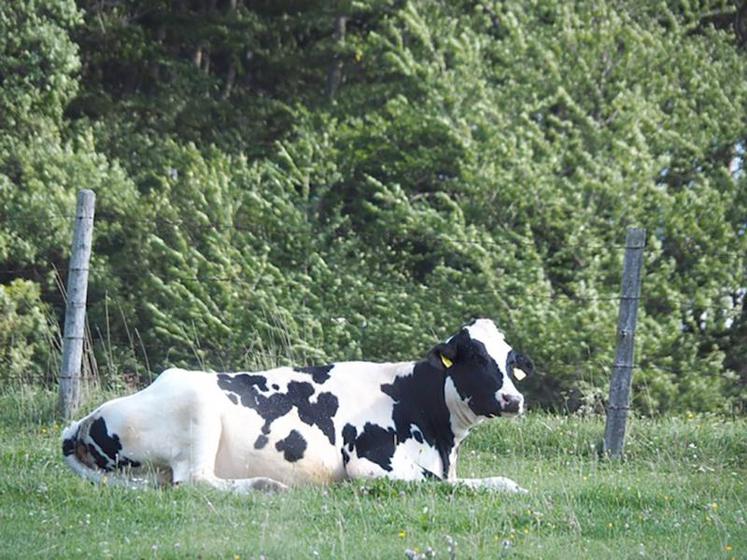 La revalorisation du lait bio passe par la recherche de plus de qualité selon la Prospérité fermière.