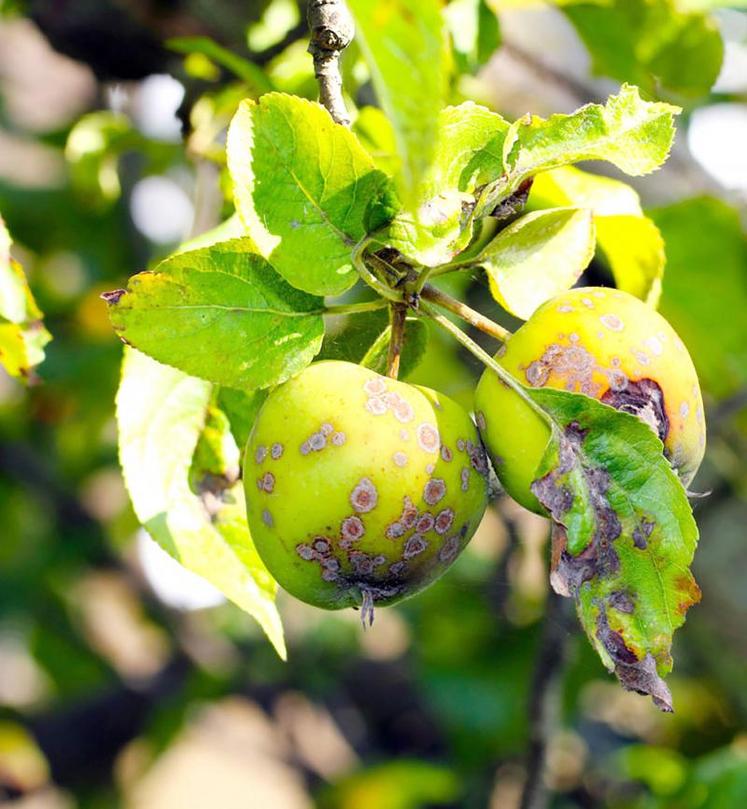 Le projet AgriBioPom vise à développer l’utilisation des lipopeptides pour lutter contre la tavelure du pommier en agriculture biologique.