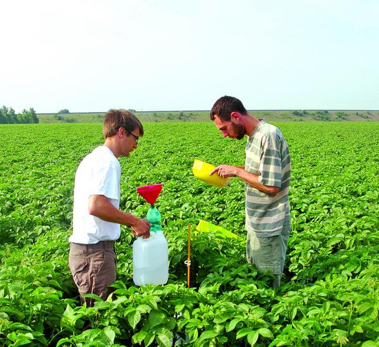 Observation et comptage d’insectes dans un champ de pommes de terre par la Frédon.