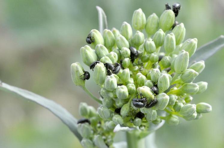 La stratégie de lutte vise à maintenir la population des méligèthes à un niveau tolérable (et non à l’éradiquer), 
pour que la floraison puisse s’engager sans retard important.