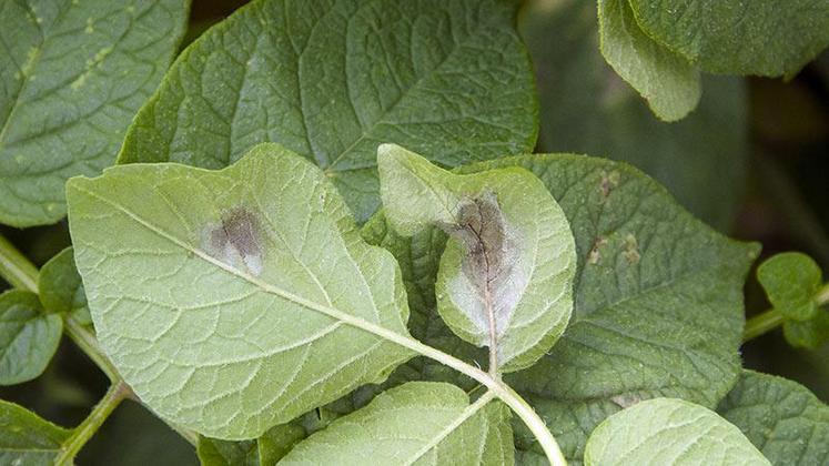 Les chercheurs ont développé des nanoparticules dérivées de l'or capables de réagir avec les composés organiques émis par les plantes lorsqu'elles sont mises en présence du micro-organisme.