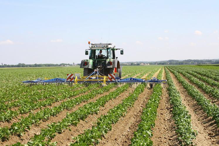Qu’il soit chimique, mécanique ou combiné, la première étape du désherbage reste de bien définir sa cible, de manière  à adapter sa stratégie.