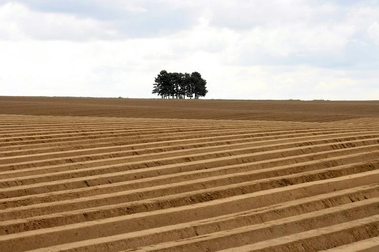 120 adhérents de la coopérative sur les 800 qu’elle compte font de la pomme  de terre pour les marchés de la frite et de la chips.