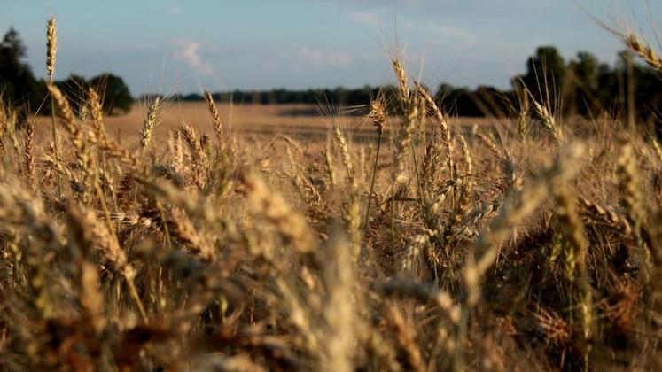 La production de céréales progresse régulièrement, mais les agriculteurs doivent composer avec des risques climatiques amenés à s’amplifier.