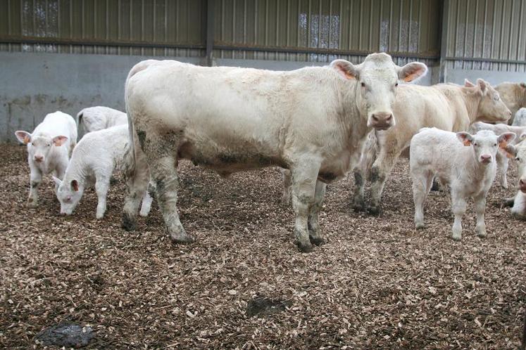 La couleur noire de la litière peut rebuter. Pourtant, les animaux ne sont pas plus sales.