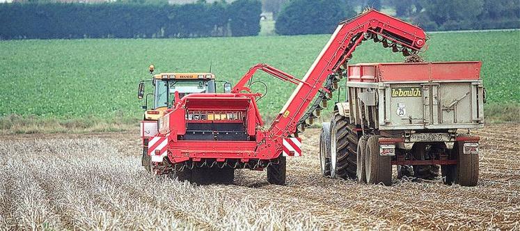 Les arrachages ont débuté en fin de semaine dernière, après un décalage d’une dizaine par rapport au planning envisagé au printemps.