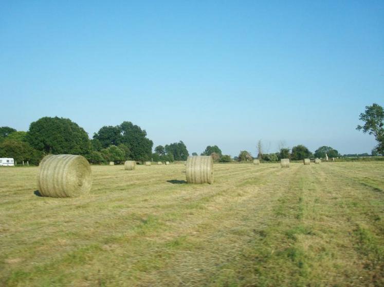 La fétuque élevée est particulièrement appétente sous forme de foin.  