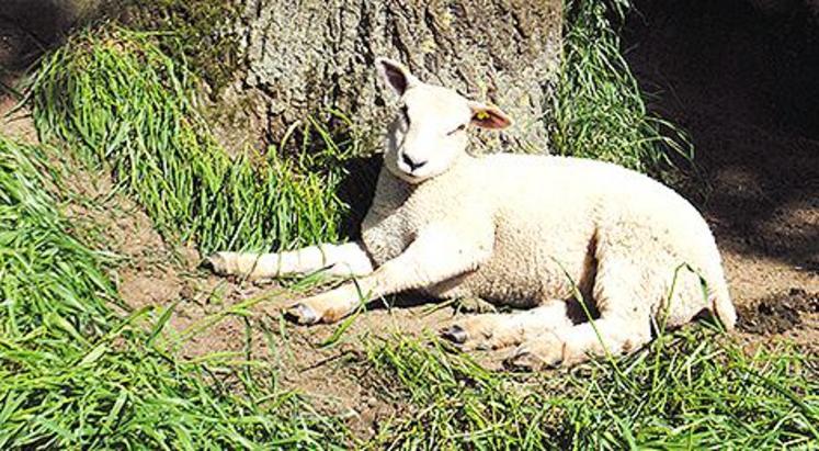 Les traitements longue action bloquent les cycles des parasites.