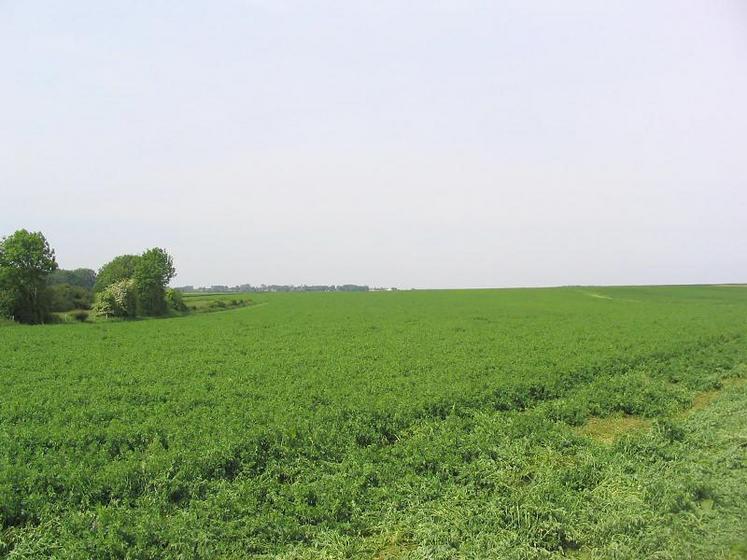 Recherche d’autonomie alimentaire ou augmentation des cultures de vente ? Une décision aux conséquences sur l’environnement, la conduite du troupeau, 
le temps de travail en élevage, mais aussi une stratégie économique à raisonner au cas par cas.