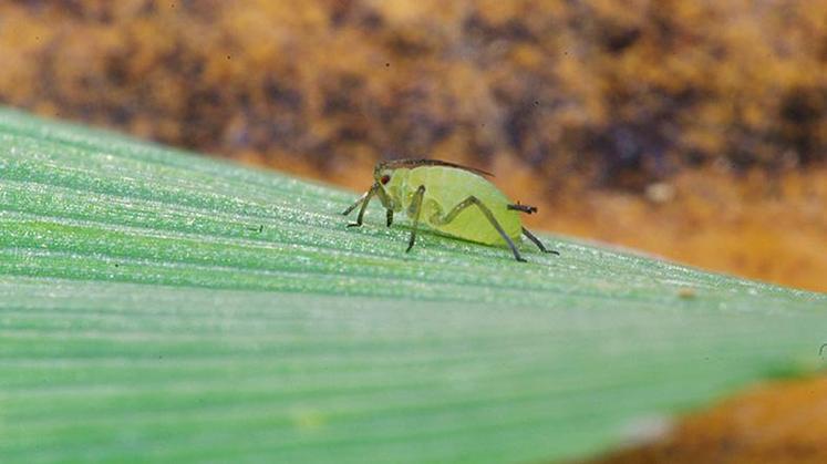 Aucune lutte ne peut être engagée contre les virus que transmettent 
les pucerons quand la plante est infectée.