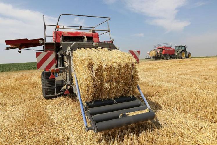 Il est déconseillé de semer tôt des variétés trop précoces à montaison dans les secteurs où les gelées tardives sont fréquentes, ou de semer tardivement une variété à cycle long pour éviter le risque accru d’échaudage.  