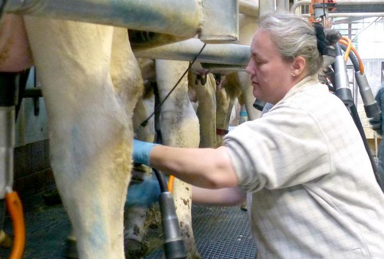 Ce mardi matin, Sandrine était aux petits soins des cent quarante laitières de Vincent et Anne-Céline Dorémus,
à Estrées-les-Crécy.