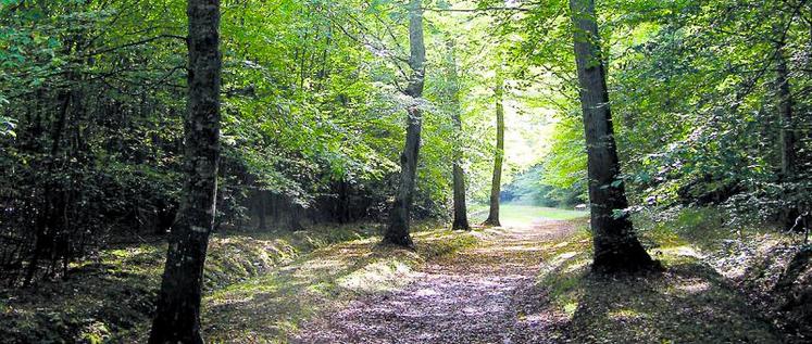 L’ensemble des avantages fiscaux offerts aux propriétaires de forêts l’est également aux propriétaires de parts d’un groupement forestier.