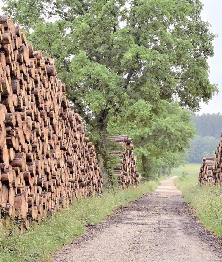 Bûcheron(ne), agent(e) forestier(e), conducteur(rice) d’engins, opérateur(rice) de sylviculture... Le programme régional de la forêt et du bois (PRFB) veut valoriser les métiers de la filière, parfois trop méconnus.