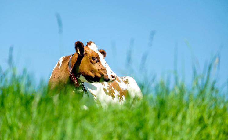Les vaches sont particulièrement sensibles aux fortes chaleurs. 