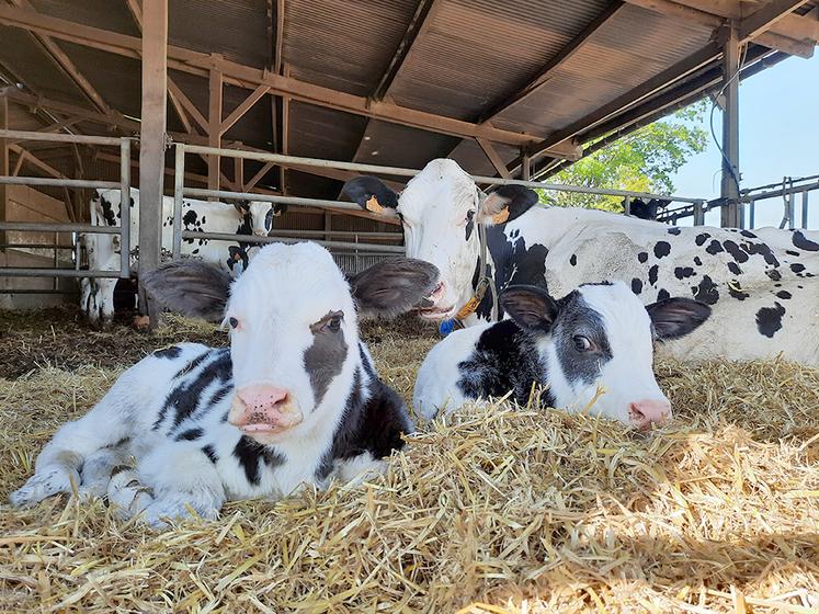 La commission européenne doit désormais plancher sur l’application  des normes sanitaires et environnementales, y compris en matière de bien-être animal.