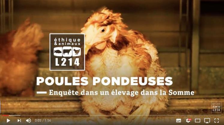Jean-Lou Sterin en est bien conscient, plus que son propre élevage, L214 veut en réalité dénoncer l’élevage de poules en cage en général.