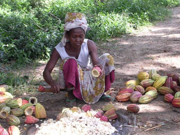 Grâce à l’Union de coopératives Lazan’ny Sambirano (UCLS), les paysans malgaches vendent trois fois plus cher leur cacao.