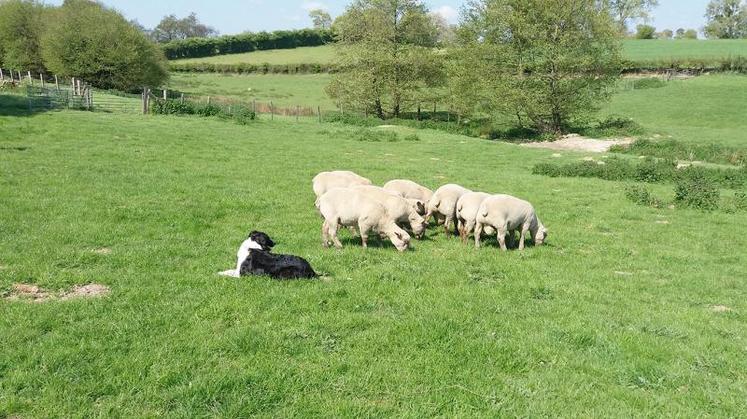 Acheter plutôt des agneaux : il y a plus de choix et ils s’adaptent mieux que les Antenais.