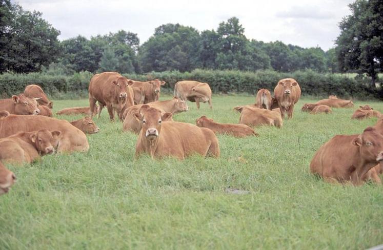 L’offre actuelle de l’Union européenne au Mercosur pour la viande bovine «pourrait menacer ce secteur fragile dans 
nos pays, compte tenu en particulier de l’impact potentiellement dramatique d’un Brexit désordonné sur les marchés de l’Union européenne», indiquent les signataires de la lettre.