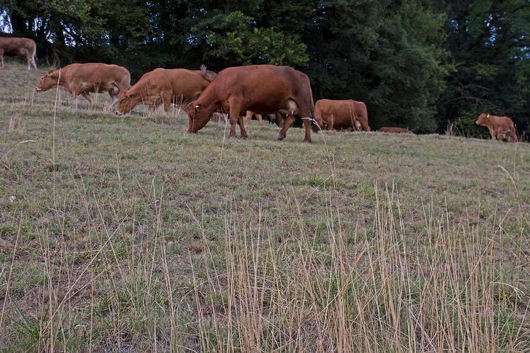 ruminants et sécheresse