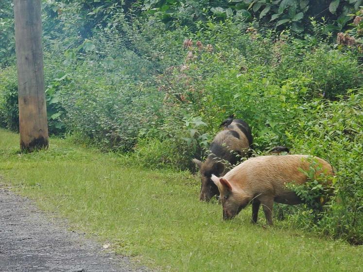 nucléaire et cochon