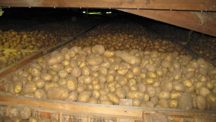 Stockage pommes de terre