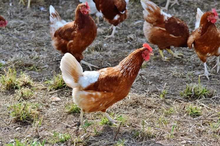 poules pondeuses