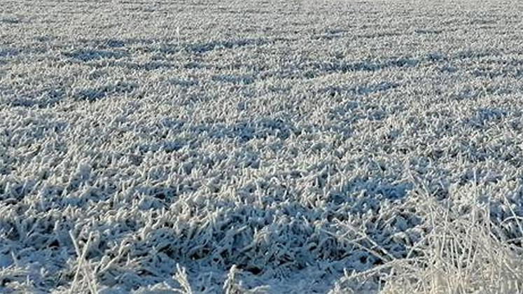 Gel sur céréales