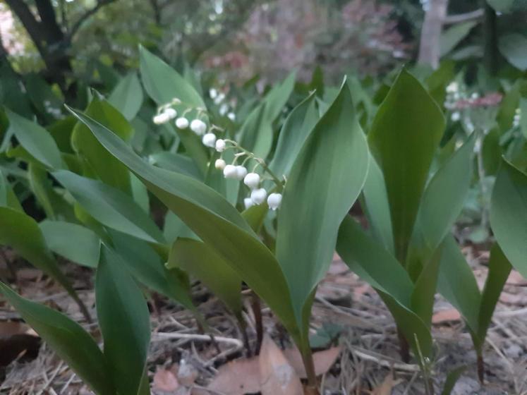 muguet