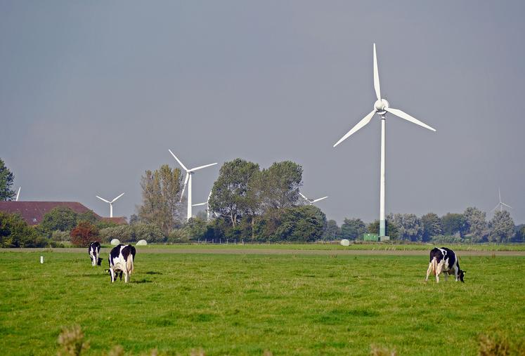 Vaches et éoliennes