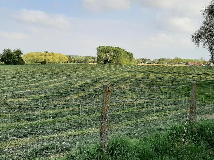 pousse de l'herbe