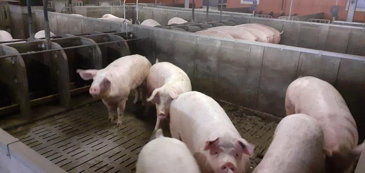 élevage porcin