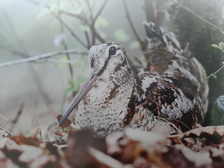 Animaux d'élevage lâchés pour la chasse : la faune sauvage trépasse - Animal  Cross