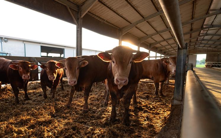 vaches génétique