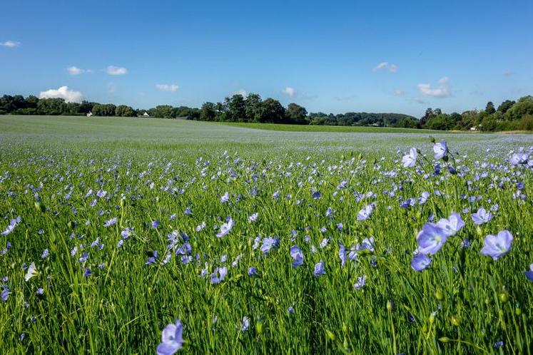 En lin bio, la marge est supérieure de 30 % environ par rapport au lin conventionnel.